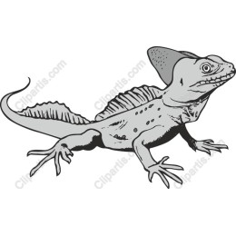 Detailed Lizard