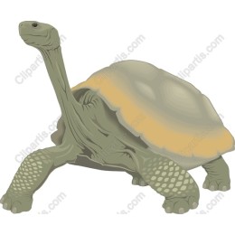 Tortoise in and