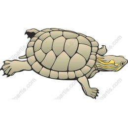 Turtle Serenity