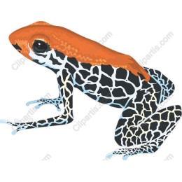 Exotic Frog