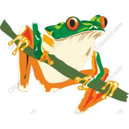Colorful Frog