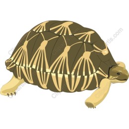 Tortoise