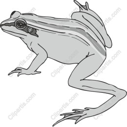 Charming Frog