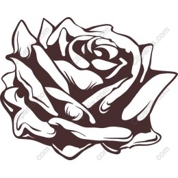 Elegant Rose