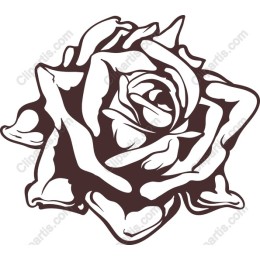 Elegant Rose