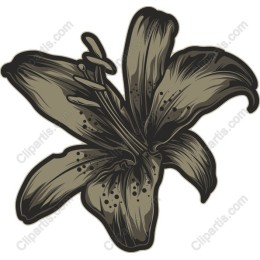Elegant Lily Flower