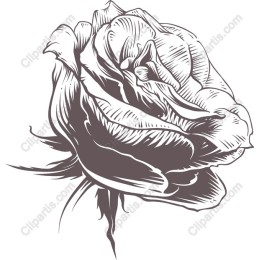 Classic Rose Line Art