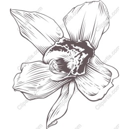 Elegant Orchid