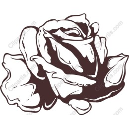 Elegant Rose