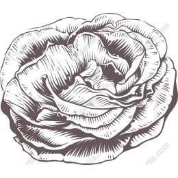 Elegant Rose