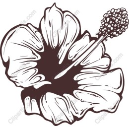 Hibiscus Flower