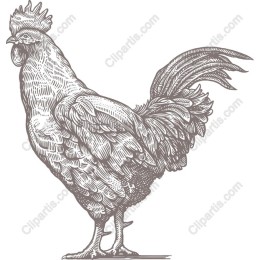 Vintage Rooster