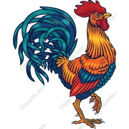 Vibrant Rooster