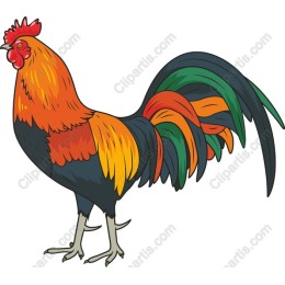 Vibrant Rooster