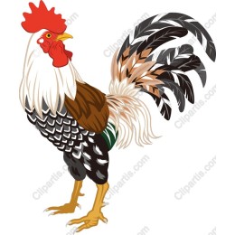 Proud Rooster