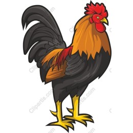 Vibrant Rooster