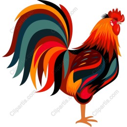 Colorful Rooster