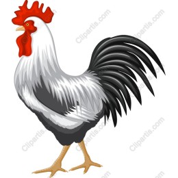 Premium Rooster