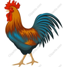 Vibrant Rooster
