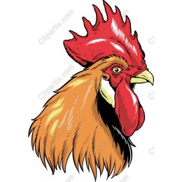 Vibrant Rooster Head