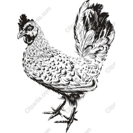 Elegant Black-and-White Chicken