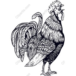 Proud Rooster