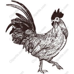 Vintage Rooster