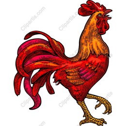 Vibrant Rooster