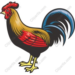 Vibrant Rooster