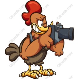 Cheeky Rooster Photographer