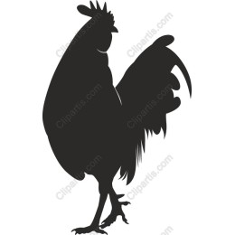 Elegant Rooster