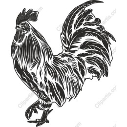 Majestic Rooster