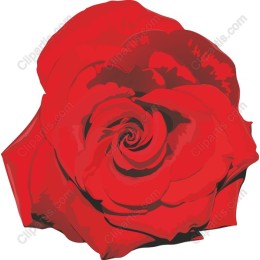 Elegant Red Rose