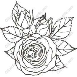 Elegant Rose
