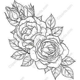Elegant Hand-Drawn Rose