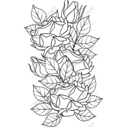 Elegant Rose in and