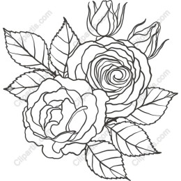 Elegant Rose