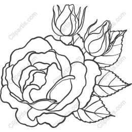 Elegant Rose