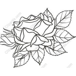 Elegant Rose