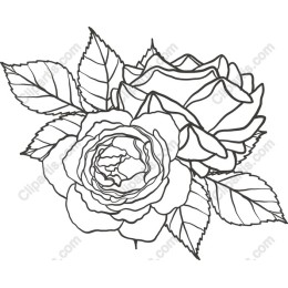 Elegant Intertwined Roses