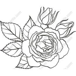 Elegant Rose