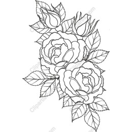 Elegant Rose Blooms