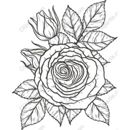 Elegant Rose