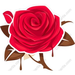 Stunning Red Rose