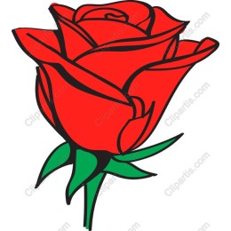 Vibrant Red Rose