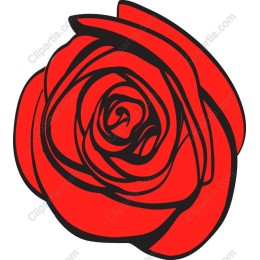 Red Rose