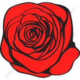 Red Rose - Premium