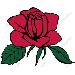 Vibrant Red Rose