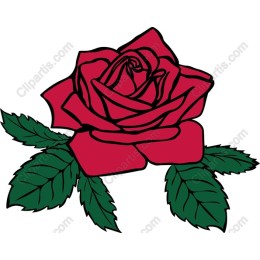 Elegant Red Rose