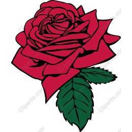 Red Rose